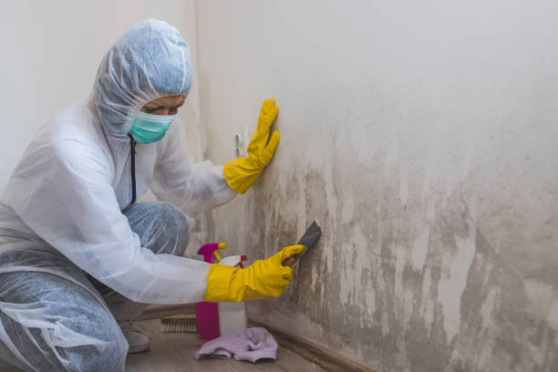 Best Professional Mold Removal  in Centrevle, IL