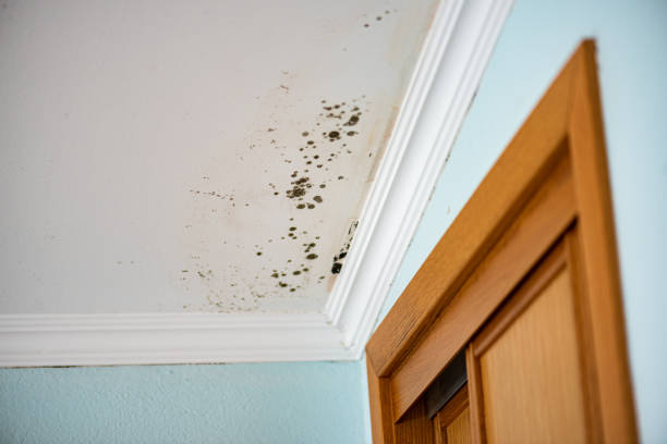 Best Mold Inspection  in Centrevle, IL
