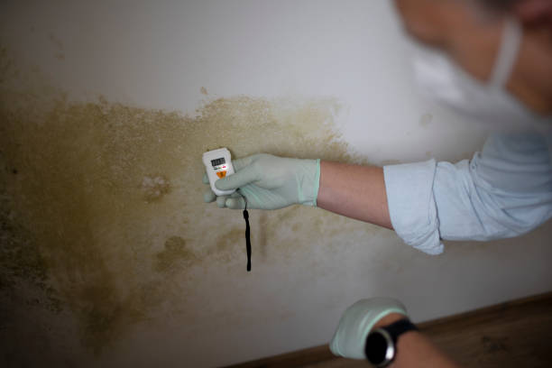 Best Local Mold Removal Service  in Centrevle, IL