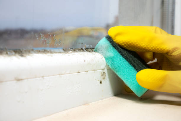 Best Affordable Mold Removal  in Centrevle, IL