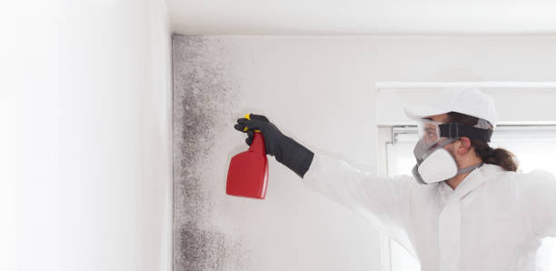 Office Mold Removal Services in Centreville, IL
