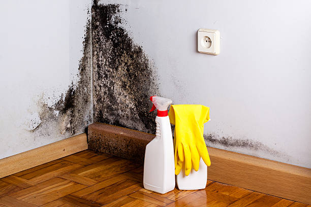 Best Emergency Mold Removal  in Centrevle, IL