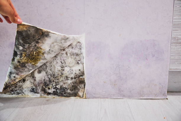 Reliable Centreville, IL Mold Removal Solutions